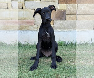 Great Dane Dogs for adoption in PIPE CREEK, TX, USA