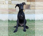 Small Great Dane