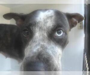 Boxer-Unknown Mix Dogs for adoption in Houston, TX, USA