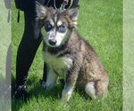 Small #4 Siberian Husky Mix