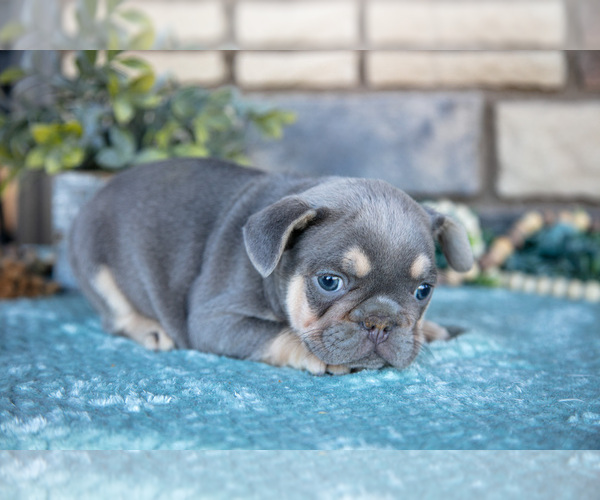 Medium Photo #2 French Bulldog Puppy For Sale in SUGARCREEK, OH, USA