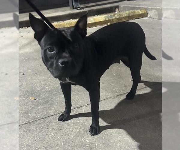 Medium Photo #1 American Bulldog-French Bulldog Mix Puppy For Sale in San Antonio, TX, USA