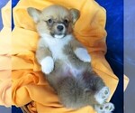 Puppy 6 Pembroke Welsh Corgi
