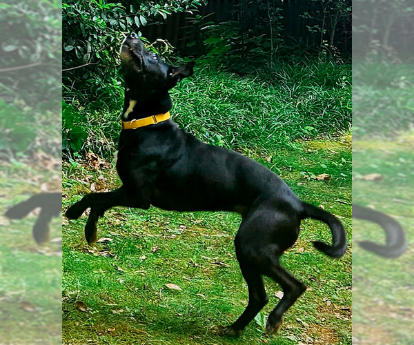 Medium Photo #4 Mutt Puppy For Sale in Decatur, GA, USA