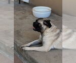 Small #1 Pug
