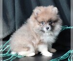 Small #4 Pomeranian