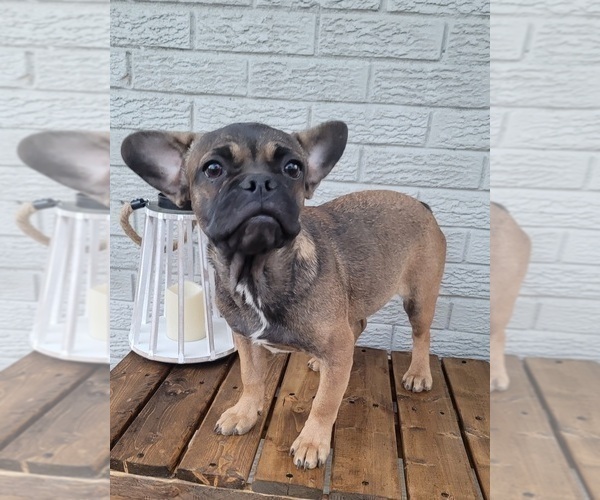 Medium Photo #3 French Bulldog Puppy For Sale in INDIANAPOLIS, IN, USA