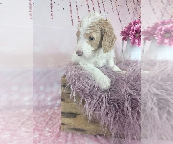 Medium Photo #77 Aussie-Poo-Goldendoodle Mix Puppy For Sale in COMMERCE, MI, USA