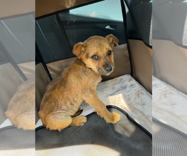 Medium Photo #5 Shepradors Puppy For Sale in Princeton, MN, USA