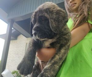 Mastiff Puppy for sale in ALVIN, TX, USA