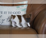 Small #15 Jack Russell Terrier
