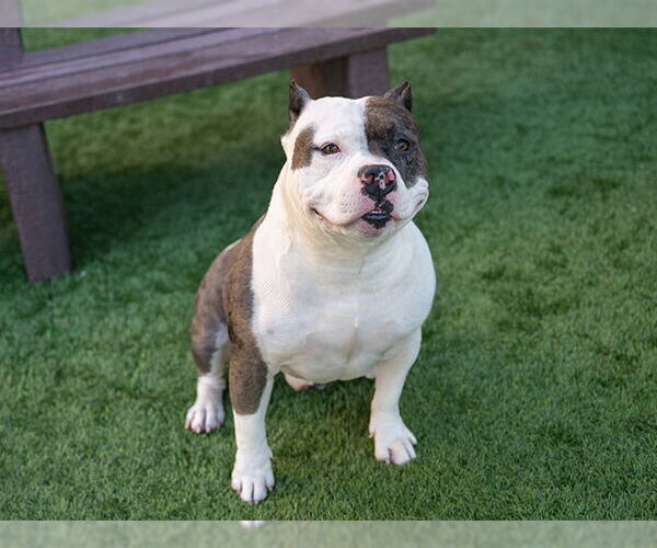 Medium Photo #1 American Pit Bull Terrier Puppy For Sale in Pasadena, CA, USA