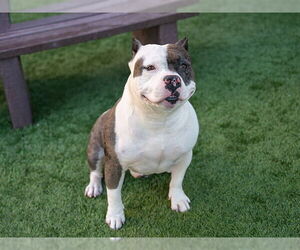 American Pit Bull Terrier Dogs for adoption in Pasadena, CA, USA