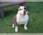 Small American Pit Bull Terrier