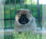Small Photo #35 Chow Chow Puppy For Sale in WARSAW, IN, USA