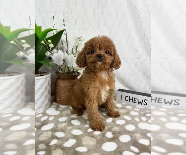 Medium Photo #4 Cavapoo Puppy For Sale in INDIANAPOLIS, IN, USA
