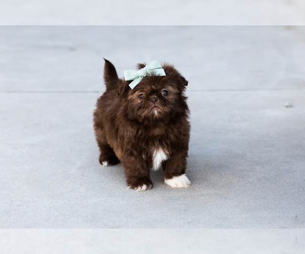 Medium Photo #1 Shih Tzu Puppy For Sale in WAKARUSA, IN, USA