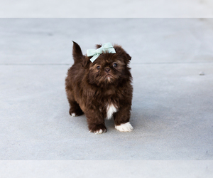 Shih Tzu Puppy for sale in WAKARUSA, IN, USA