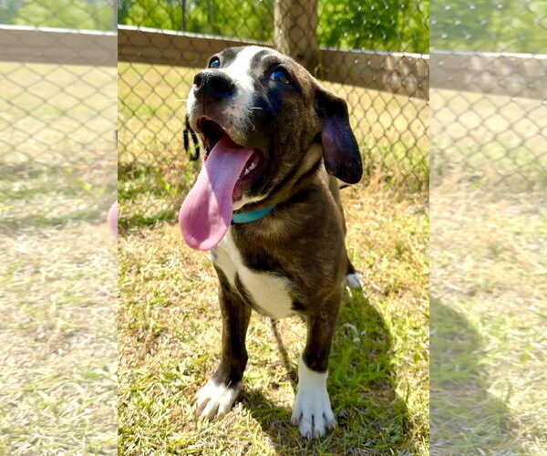 Medium Photo #4 Mutt Puppy For Sale in Tarrytown, GA, USA