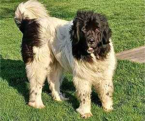 Newfoundland Puppy for sale in SOUTH BEND, IN, USA