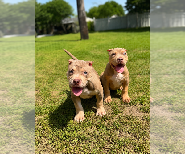 Medium Photo #1 American Bully Puppy For Sale in BROCKTON, MA, USA