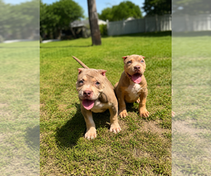 American Bully Puppy for sale in BROCKTON, MA, USA
