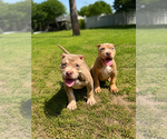 Image preview for Ad Listing. Nickname: Mocha