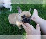 Small Photo #10 French Bulldog Puppy For Sale in LOUISVILLE, CO, USA