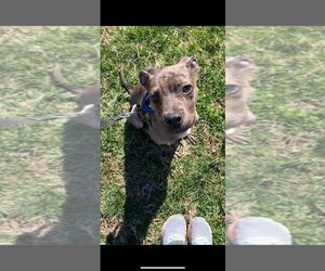 Catahoula Leopard Dog Dogs for adoption in Earl, NC, USA