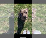 Small Photo #1 Catahoula Leopard Dog Puppy For Sale in Earl, NC, USA