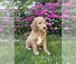 Small Goldendoodle