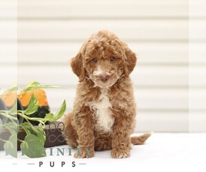 Goldendoodle (Miniature) Puppy for sale in RONKS, PA, USA