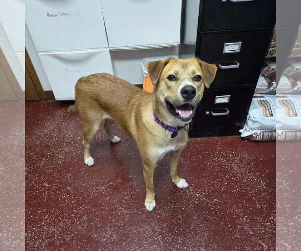 Medium Photo #12 Mutt Puppy For Sale in Fargo, ND, USA