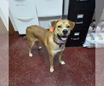 Small #11 Mutt
