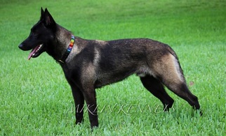 Father of the Belgian Malinois puppies born on 03/21/2018