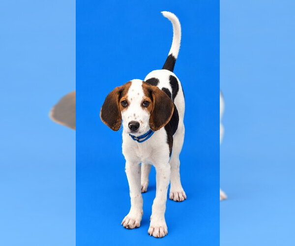 Medium Photo #1 American Foxhound-Beagle Mix Puppy For Sale in Westminster, MD, USA