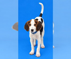 American Foxhound-Beagle Mix Dogs for adoption in Westminster, MD, USA