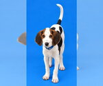 CASH - Male American Foxhound-Beagle Mix Dog for Adoption - Small photo