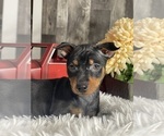 Small #3 Miniature Pinscher