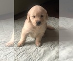 Puppy 9 English Cream Golden Retriever
