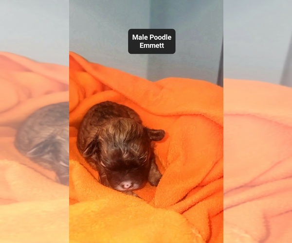 Medium Photo #2 Poodle (Toy) Puppy For Sale in TUCSON, AZ, USA