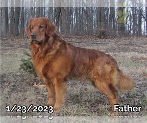 Father of the Golden Retriever puppies born on 11/30/2022