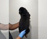 Small Photo #4 Rottweiler Puppy For Sale in BATON ROUGE, LA, USA