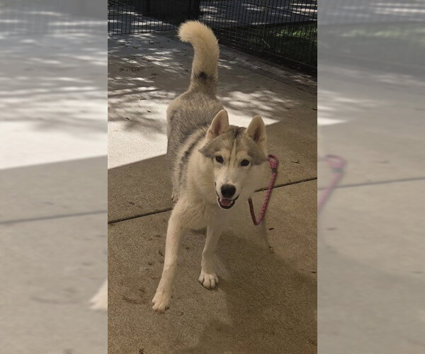 Medium Photo #1 Siberian Husky Puppy For Sale in Sacramento, CA, USA