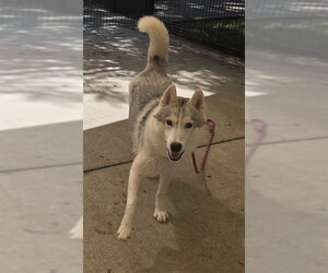 Siberian Husky Dogs for adoption in Sacramento, CA, USA