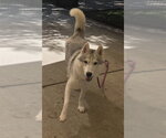 Small Siberian Husky