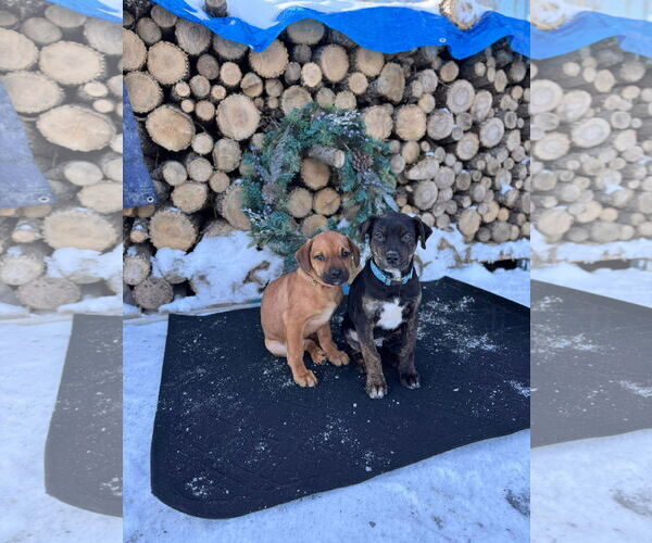 Medium Photo #6 English Mastweiler Puppy For Sale in Oro Medonte, Ontario, Canada