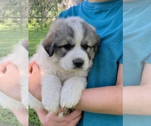 Great Pyrenees Puppy for sale in HUBBARD, IA, USA