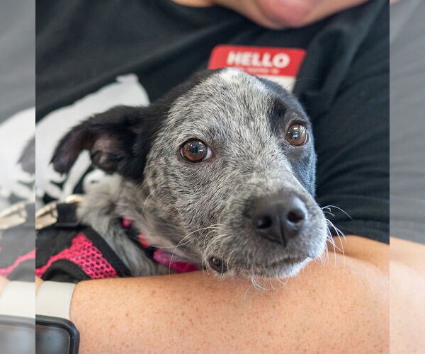 Medium Photo #4 Mutt Puppy For Sale in Mundelein, IL, USA