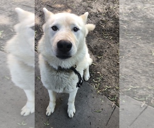 Siberian Husky-Wolf Hybrid Mix Puppy for sale in MONCLOVA, OH, USA